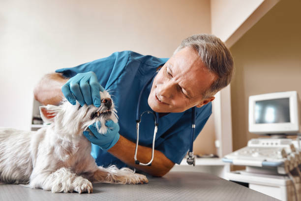Best 24-Hour Emergency Dentist in Queens, NY